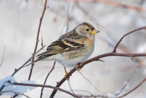 Brambling