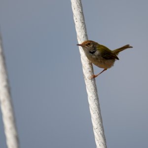 Common Tailorbird