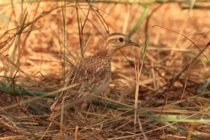 Quail Plover_8283.JPG