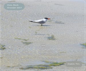 Lonely tern