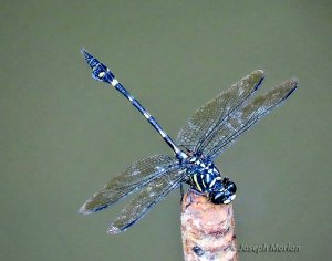 Tiger Clubtail (Ictinogomphus lieftincki)