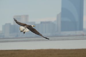 Adult Bald Eagle