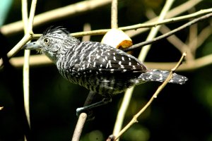 Barred Antshrike (male)