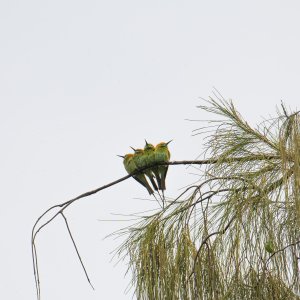 4 bee-eaters.jpg