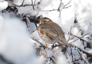 Redwing