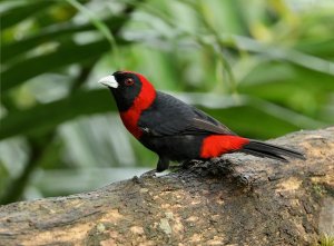 Crimson-collared Tanager