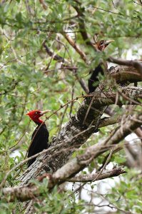 Cream-backed Woodpecker