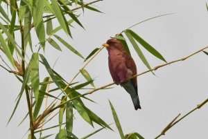 Broad Billed Roller