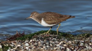 common sandpiper