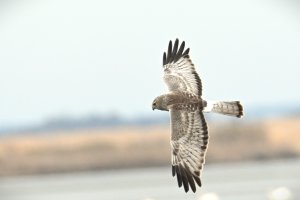 Male adult Northern Harrier (Grey Ghost)