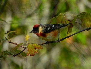 Bay-breasted Warbler