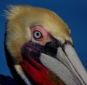 Brown Pelican Up Close.