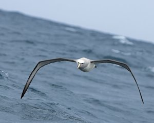 Salvin's Albatross