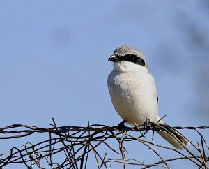 Loggerhead Shrike