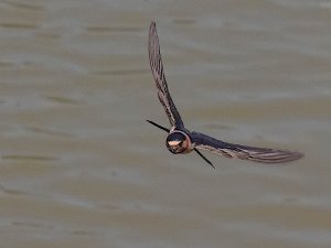 Cliff Swallow