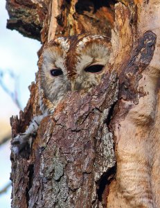 The observer.... Tawny owl