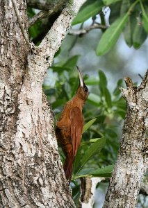 Great Rufous Woodcreeper