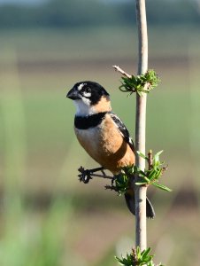 Rusty-collared Seedeater