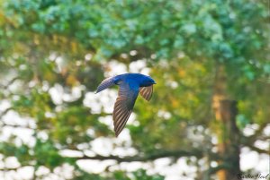 Purple martin