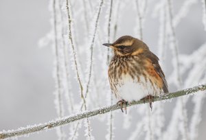 Redwing