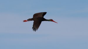 black stork