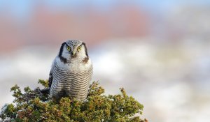 Face to face....Northern hawk owl
