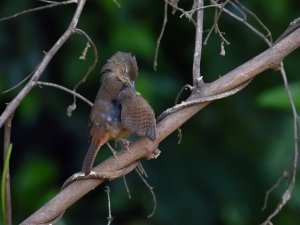 Southern House Wren