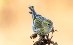 Siskin in an alder tree