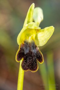 Ophrys lupecalis