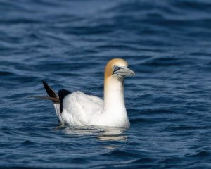 Australasian  Gannet