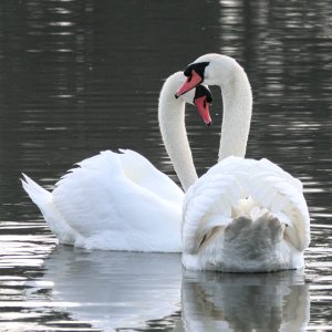 Mute swan