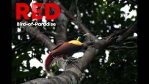 Red bird-of-paradise