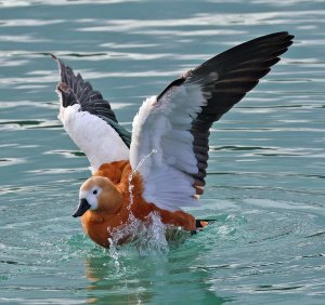 Ruddy Shelduck