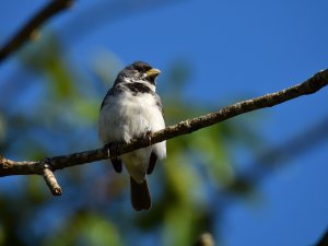 Double-collared Seedeater