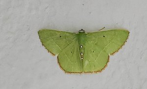 Emeraid Geometrid Moth