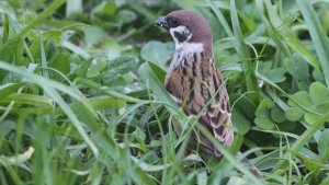 tree sparrow