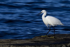 egret.jpg