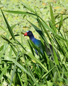 Purple Gallinule