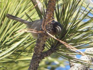 Bushtit