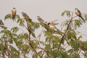 Scissor-tailed Kites_8355.JPG