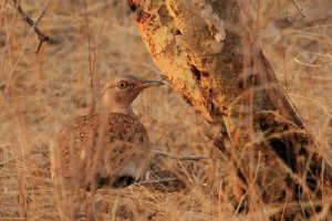 Saviles Bustard_8102.JPG