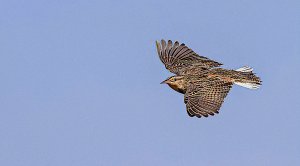 Eastern Meadowlark