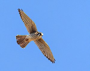 American Kestrel Female