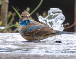 Indigo Bunting