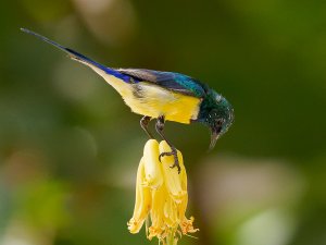 Nile Valley sunbird