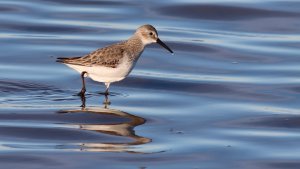 dunlin