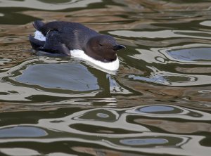 Reflections and a Common murre