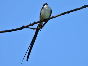 Southern Fork-tailed Flycatcher