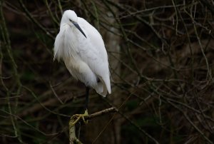 Egret (1).jpg