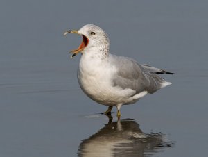 Ring-billed Gull